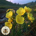 Medicinal Evening Primrose Seeds, Oenothera Biennis, BI801C
