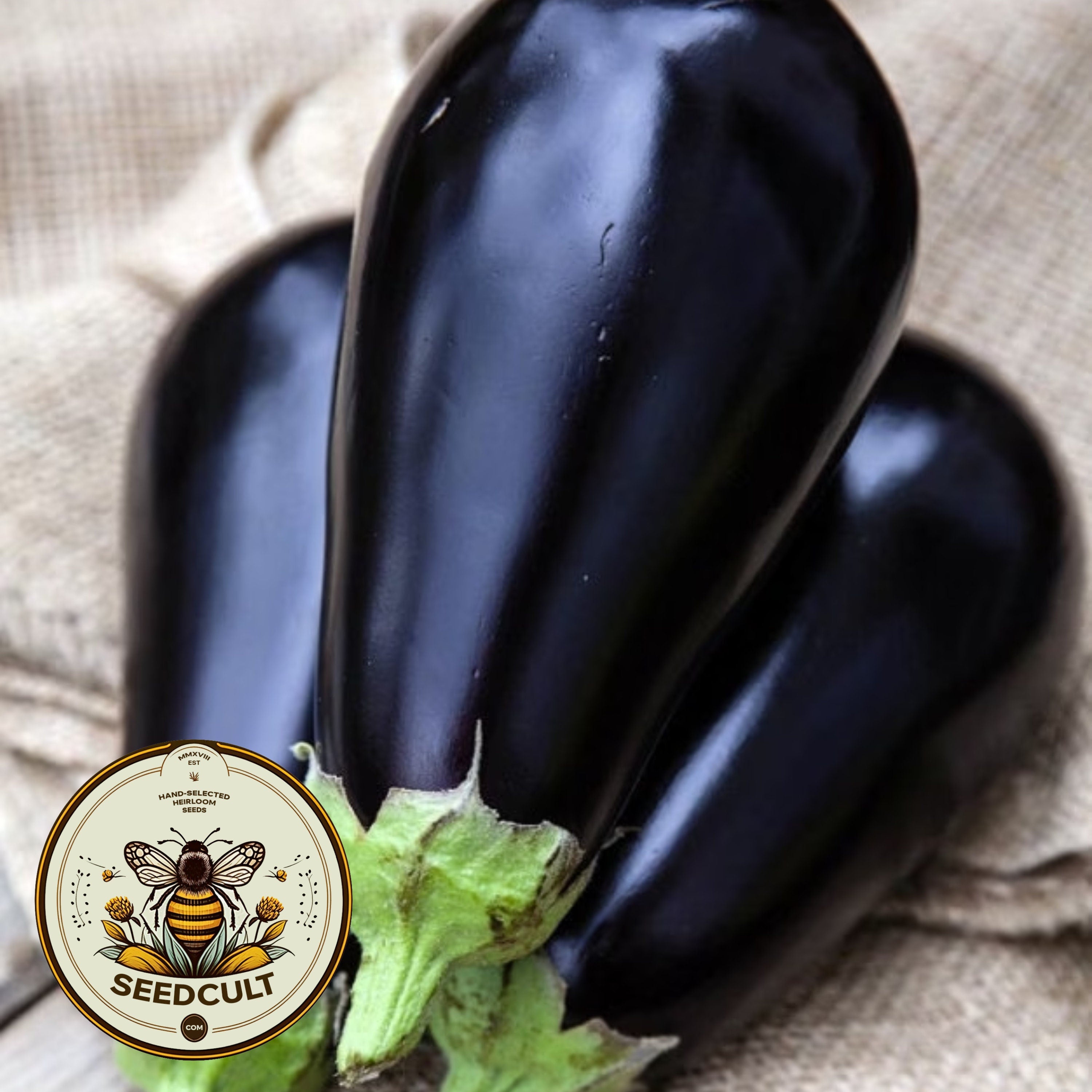 Bulk Black Beauty Eggplant Seeds, Solanum Melongena SM011C