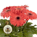 JOYBERA CORAL DARK EYE GERBERA DAISY