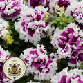 Double Pirouette Purple Petunia Seeds, Pelleted for easier sowing and germination, Petunia Hybrida PE7825P