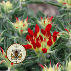 Lady's Fingers, Red Carpet Ground Cover, Xeriscape, Kidney Vetch, Anthyllis Vulneraria Coccinea, AT5025