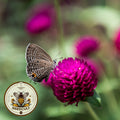 Purple Gomphrena Seeds, Gomphrena Globosa, Globe Amaranth, QIS (Quality in Seeds) GO0520