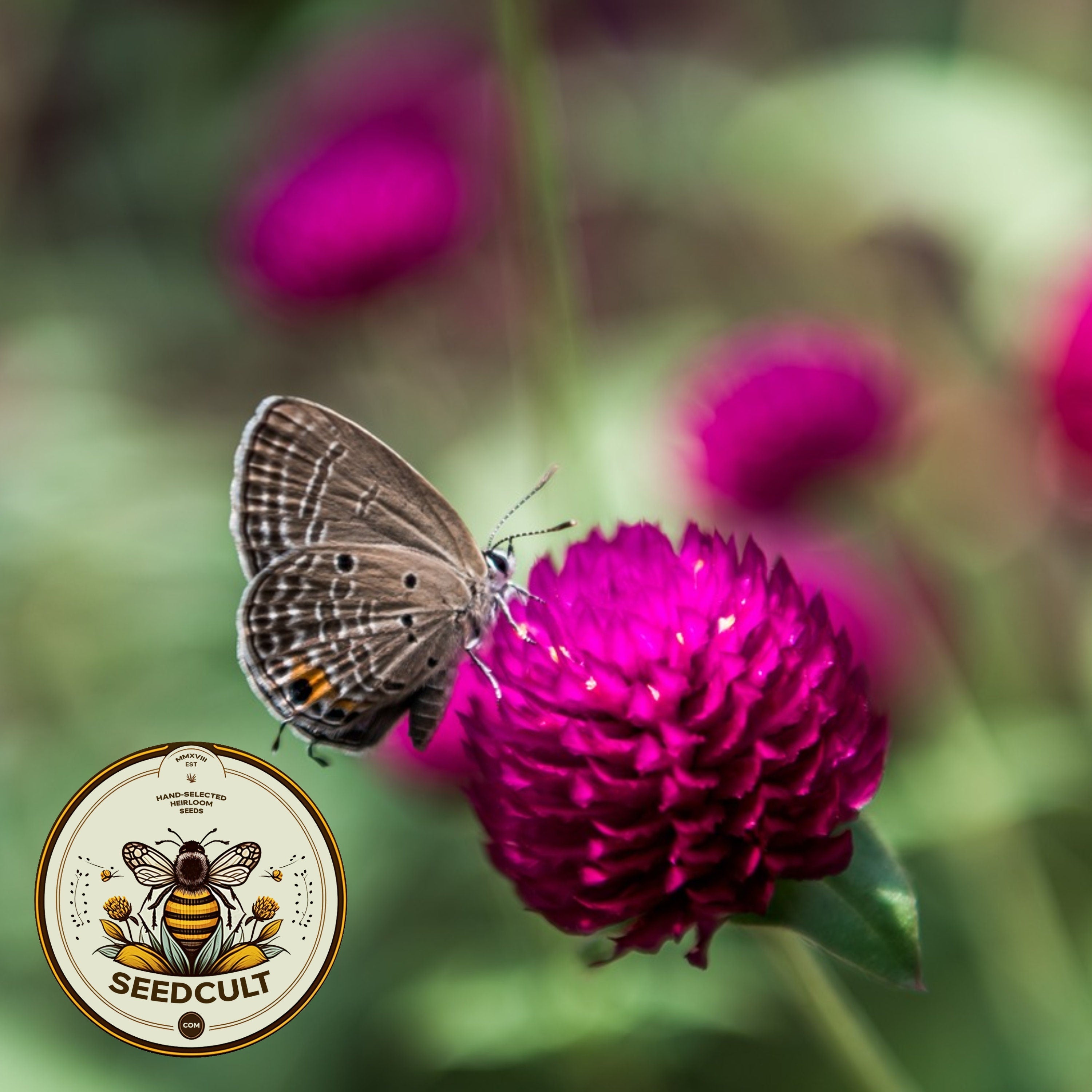 Purple Gomphrena Seeds, Gomphrena Globosa, Globe Amaranth, QIS (Quality in Seeds) GO0520