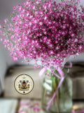 NEW! Deep Carmine Baby's Breath Seeds, Annual Gypsophila Elegans, GY515C