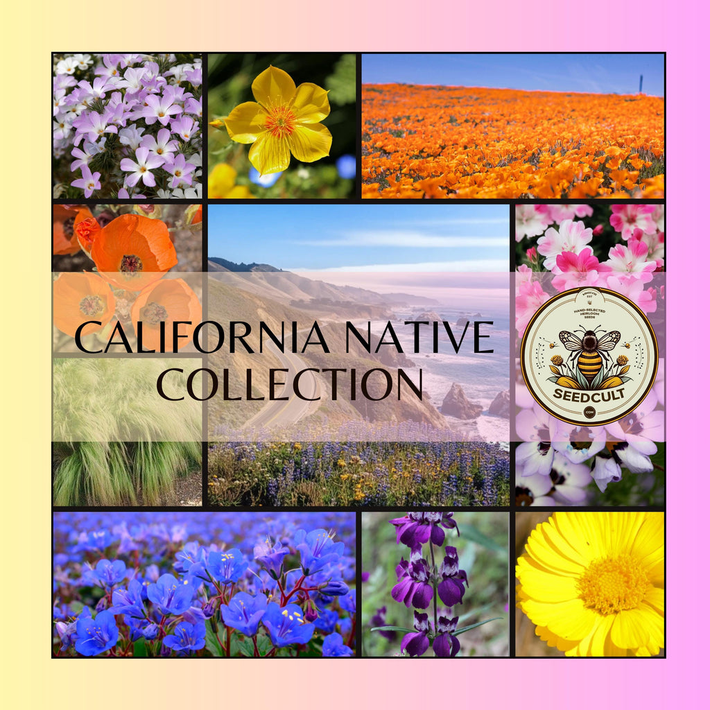 California Native Seed Collection, Over 3,000 Seeds! Gift Box, 20 Individual packs, Free Shipping