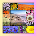 California Native Seed Collection, Over 3,000 Seeds! Gift Box, 20 Individual packs, Free Shipping