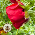 100 Scarlet Cinquefoil Seeds, US Native, Potentilla Thurberi PN211C