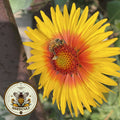 Yellow Blanket Flower Seeds, Gaillardia Aristata GP0440