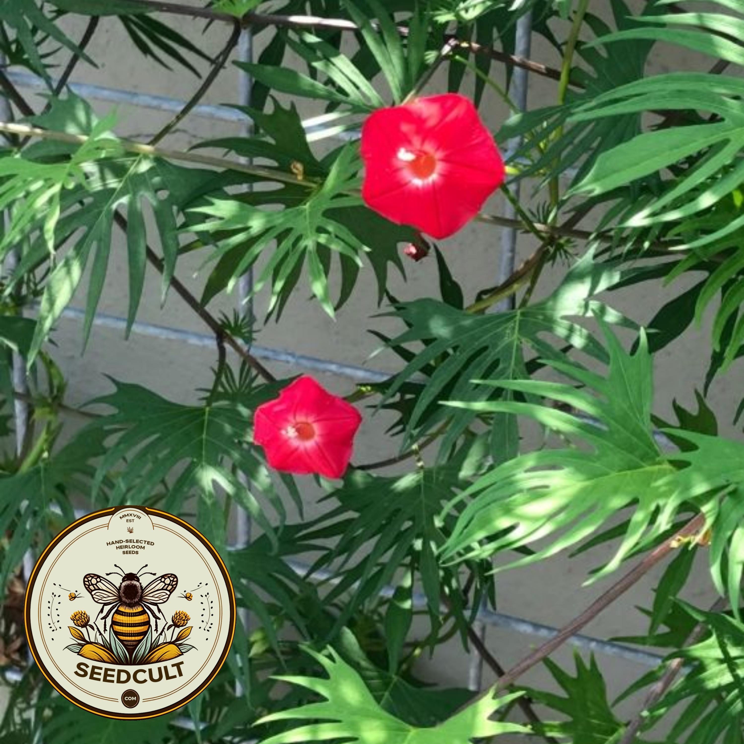 Cardinal Climber, Ipomoea Multifida IP2020