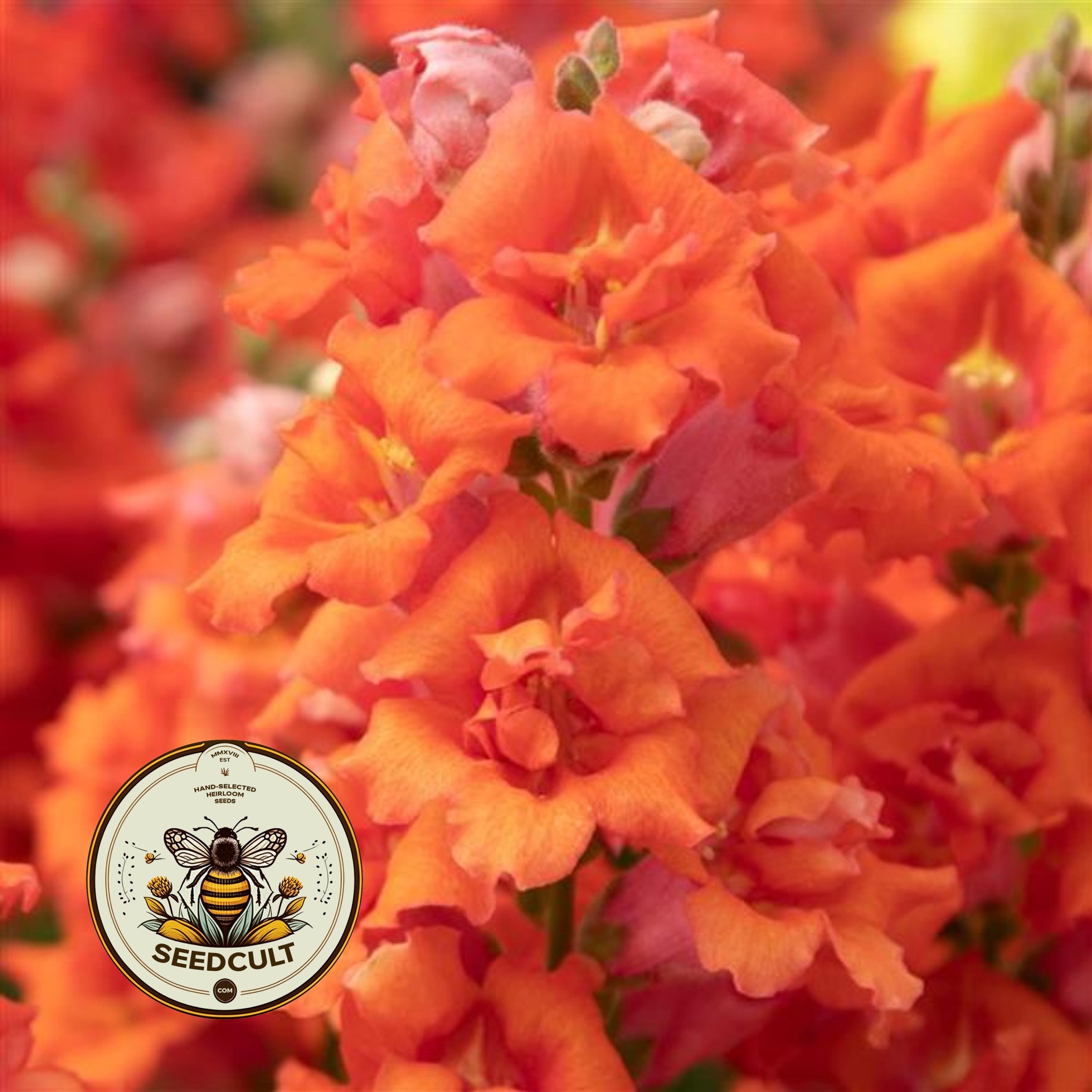 NEW! Sweet Duet Deep Orange Snapdragon Seeds, Double Flowering, Ruffled Antirrhinum Majus AN5825P