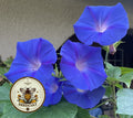 Heavenly Blue Morning Glory Seeds, Ipomoea Nil IP0350