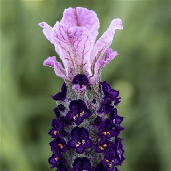 Lilac Castillano Lavender seeds, Spanish Lavandula Stoechas Bandera Castillano LS0520