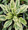 Variegated Plantain Seeds, Plantago Major Variegata, Medicinal plant, Broadleaf PL0220