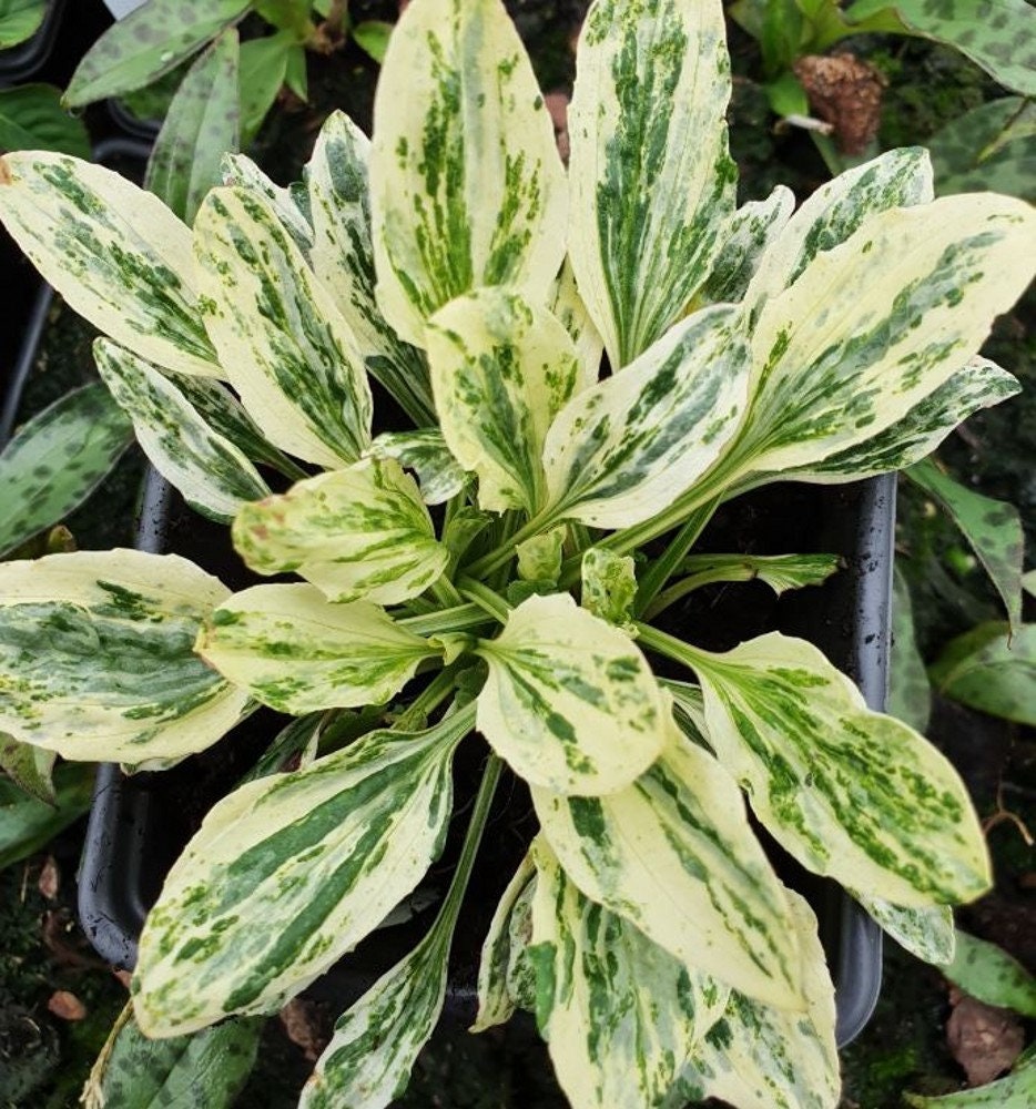 Variegated Plantain Seeds, Plantago Major Variegata, Medicinal plant, Broadleaf PL0220