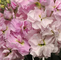 50 Katz Cherry Blossom Stock Seeds, Highly fragrant Column Stock, Matthiola Incana MA1050
