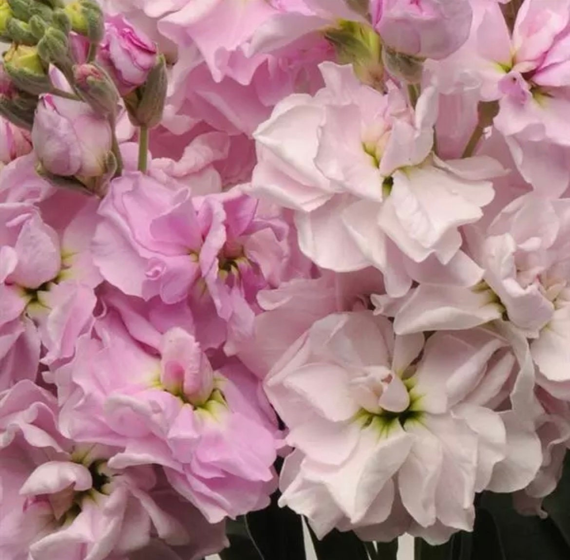 50 Katz Cherry Blossom Stock Seeds, Highly fragrant Column Stock, Matthiola Incana MA1050