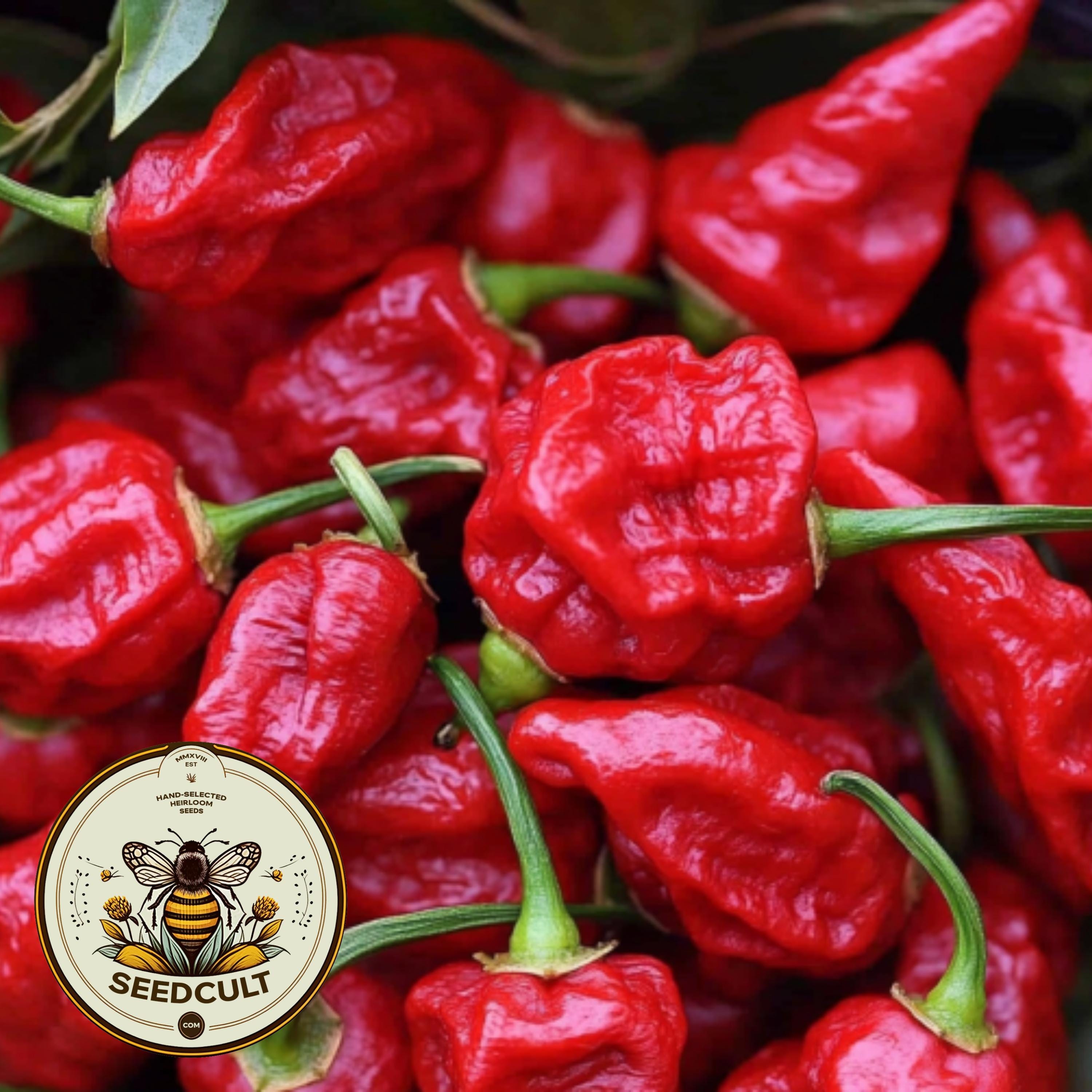Trinidad Scorpion Pepper Seeds, Capsicum Annuum CH2610