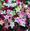 500 Fragrant Jasmine Tobacco Seeds, Moonlight Flowering Tobacco, Nicotiana Alata NI205C
