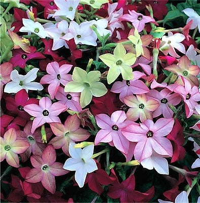 500 Fragrant Jasmine Tobacco Seeds, Moonlight Flowering Tobacco, Nicotiana Alata NI205C