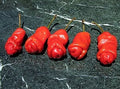 10 Count Peter Pepper Seeds, Willy Pepper, Capsicum Annuum, CH2010