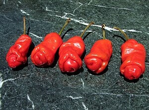 10 Count Peter Pepper Seeds, Willy Pepper, Capsicum Annuum, CH2010