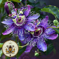 10 Purple Passion Flower Vine Seeds, Passiflora Incarnata, Maypop, PF0310