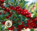 YAUPON HOLLY