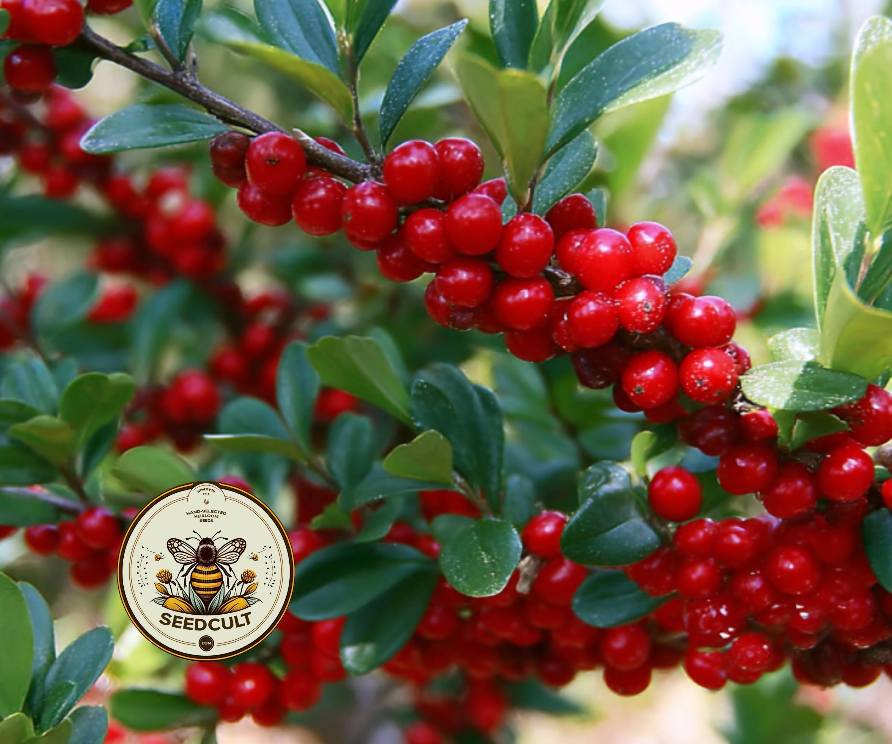 YAUPON HOLLY