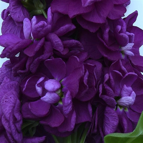 Opera Debora Plum Stock Seeds, Highly fragrant Column Stock, Matthiola Incana MA1350