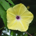 NEW! 5 Rare Yellow Morning Glory Seeds, Ipomoea Tuberculata, Vining Plants IP1905
