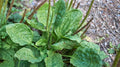 Bulk Common Plantain Seeds, Plantago Major, Medicinal Plant PL011C