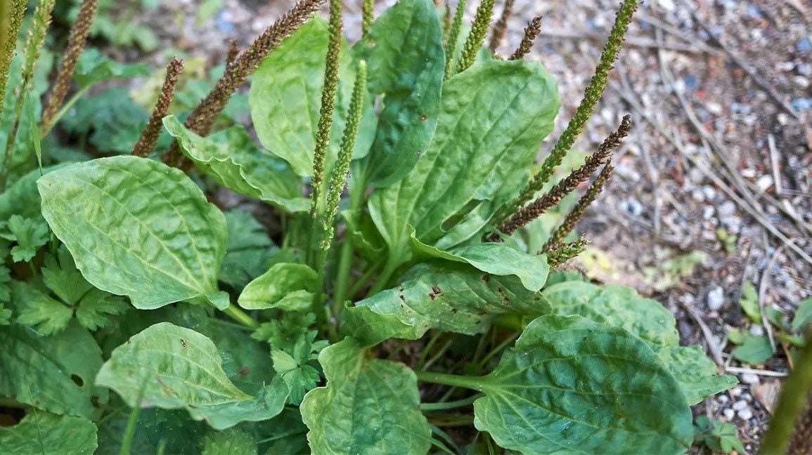 Bulk Common Plantain Seeds, Plantago Major, Medicinal Plant PL011C