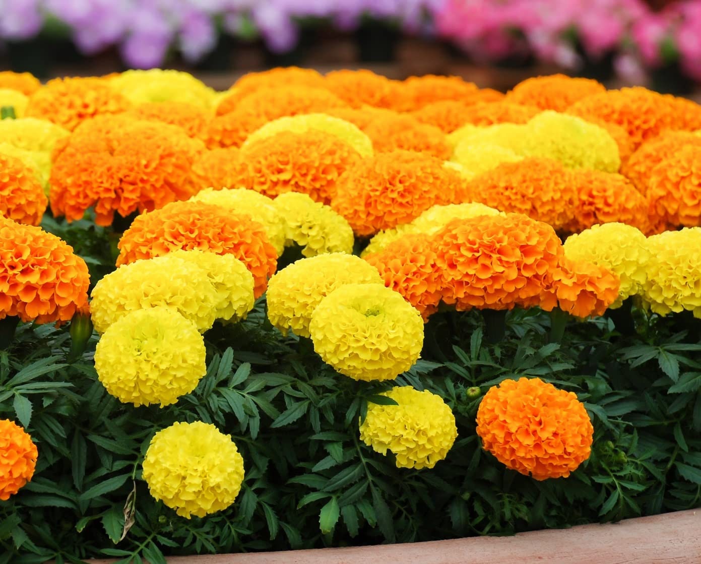 Bulk Crackerjack Marigold Seeds, African, Yellow and Orange, Tagetes Erecta TG412C
