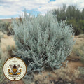 Native Mountain Big Sagebrush Seeds, Artemisia Tridentata Vaseyana, AR423M