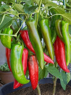 40 Anaheim Hot Climate Pepper Seeds, Organic, Capsicum annuum CH0140