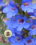 PAGODA PENSTEMON