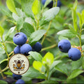 BILBERRY