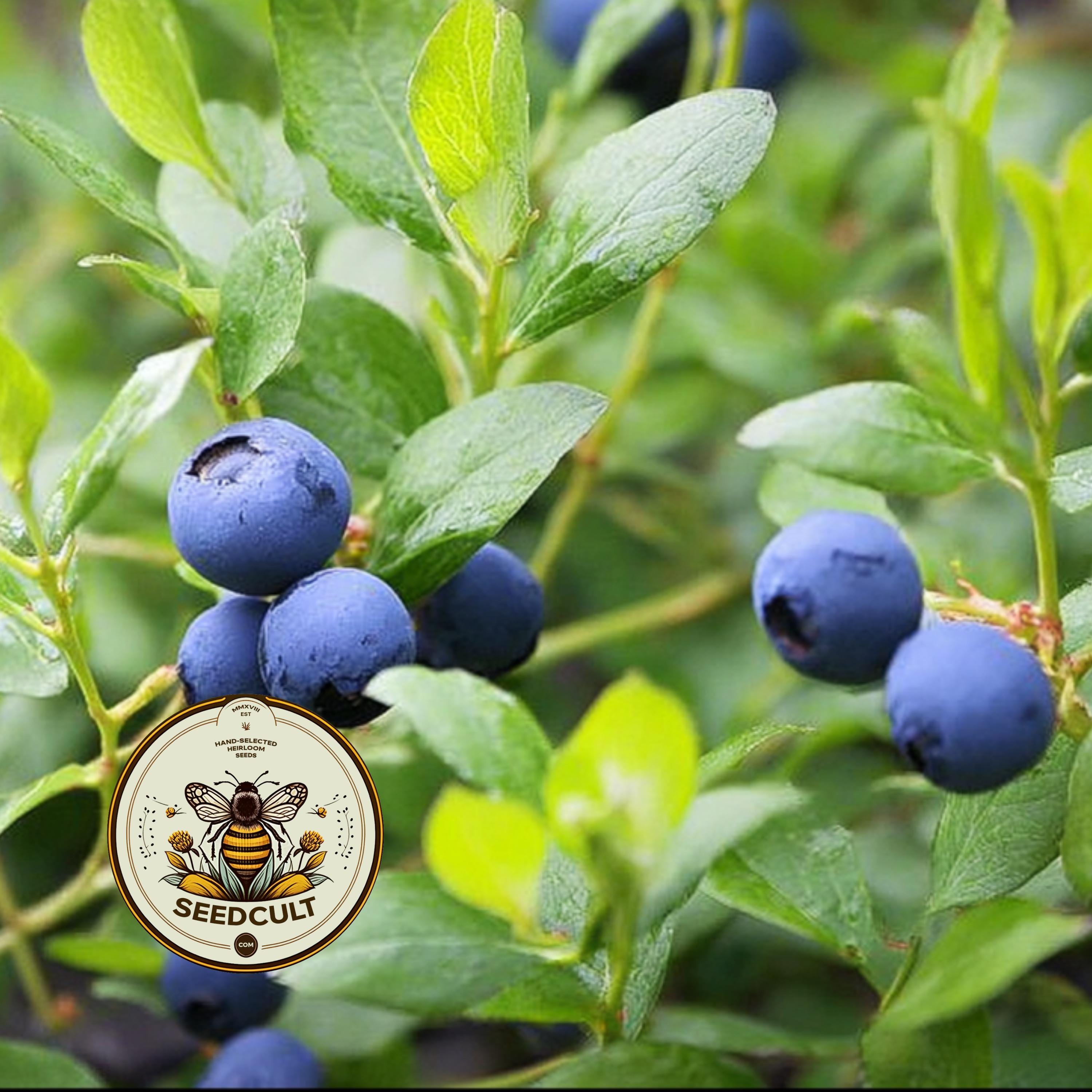 BILBERRY