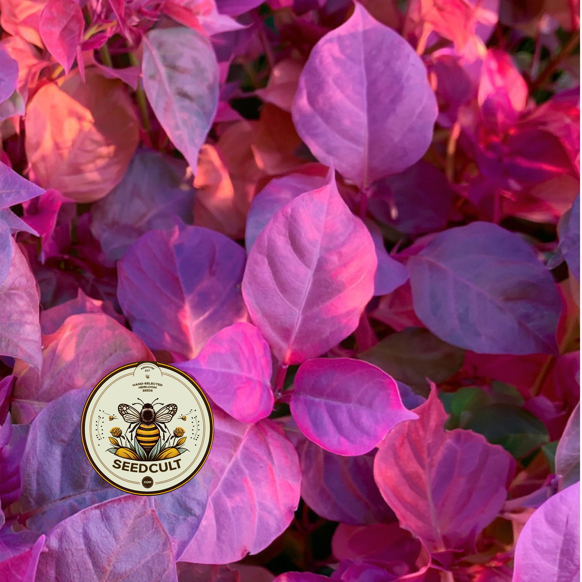 Red Fire Orach Seeds, Medieval Vegetables, Food Forest, Atriplex Hortensis, AT7050