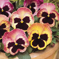 Matrix Sunrise Pansy Seeds, Viola wittrockiana VL0625