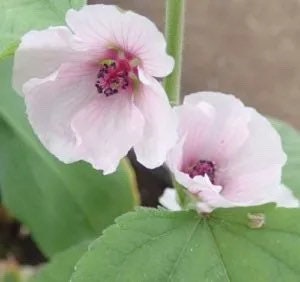 Bulk Marsh Mallow Seeds, Althaea Officinalis, Edible Plants AL1050
