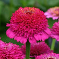 Zinderella Purple Zinnia Seeds, 10 Seeds, Zinnia Elegans ZE3010