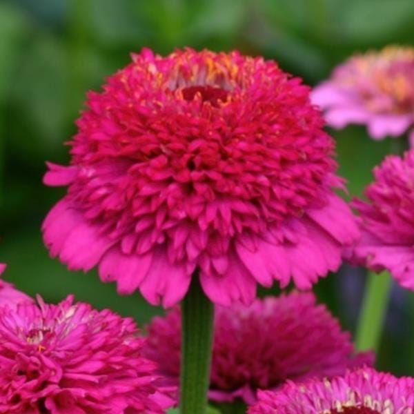 Zinderella Purple Zinnia Seeds, 10 Seeds, Zinnia Elegans ZE3010