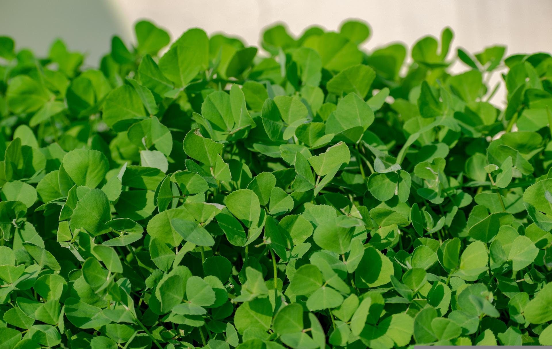 Bulk Organic Fenugreek Seeds for Planting, Trigonella foenum-graecum TG011C