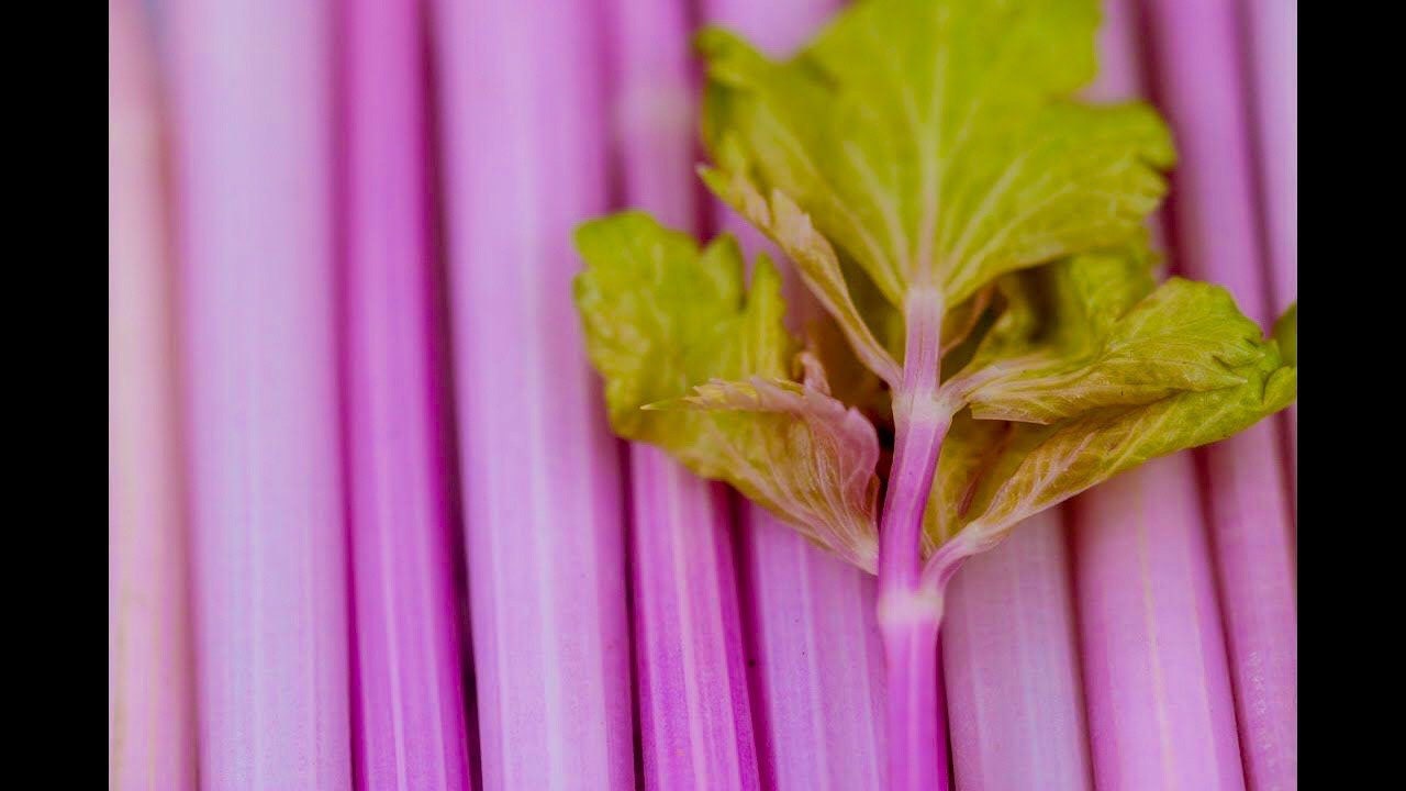 Organic Pink Celery Seeds, Chinese, Apium Graveolens, Heirloom, Non GMO AP0340