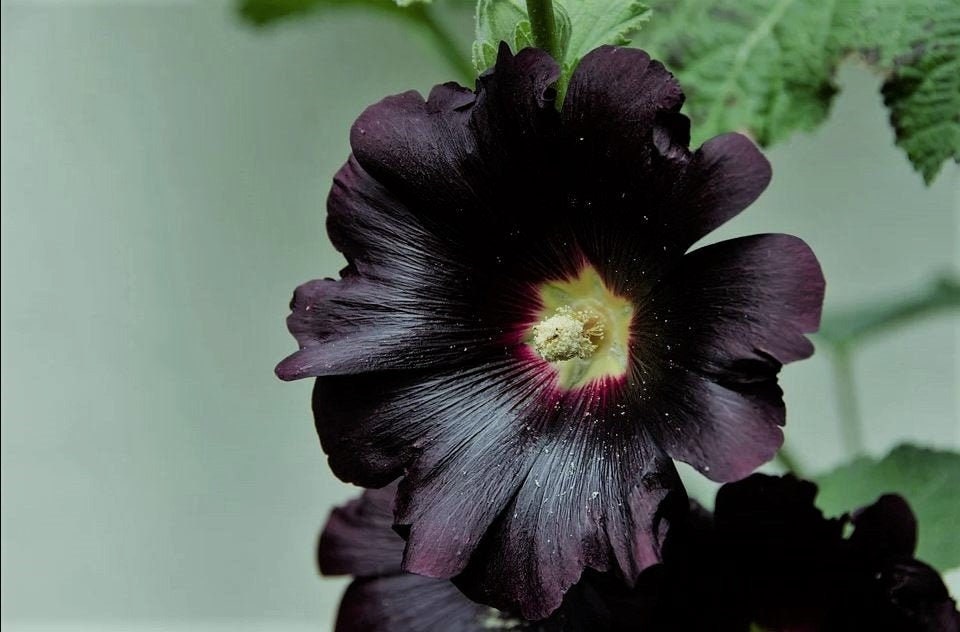 Black Hollyhock Seeds, Nigra Alcea Rosea AL8125