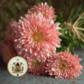 BENARY'S PRINCESS SALMON ROSE ASTER, CALLISTEPHUS CHINENSIS