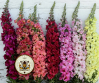 Rainbow Mix Madame Butterfly Snapdragon Seeds, Double Flowering, Antirrhinum Majus, AN7725