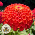 Benarys Giant Orange Zinnia Seeds, Largest Giant Zinnias, Zinnia Elegans ZE2125