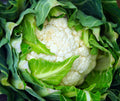 Bulk Snowball Cauliflower Seeds, Self Blanching, Heirloom Non GMO, Brassica Oleracea BR062C